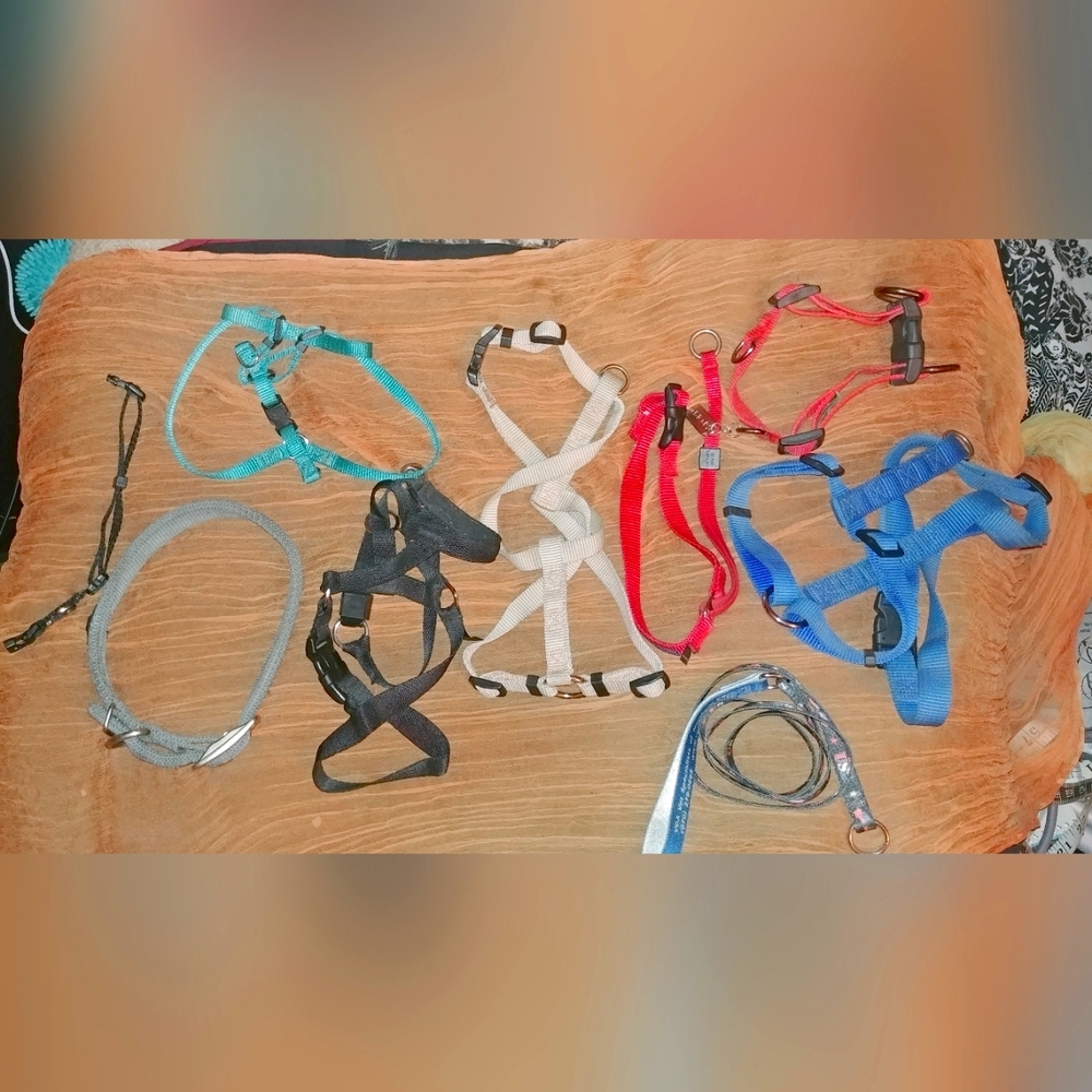 Various sizes Dog Harnesses and Collars Lot